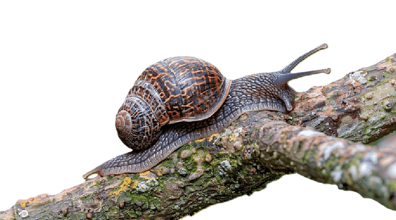 The Snail's Shell